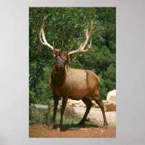 elk poster