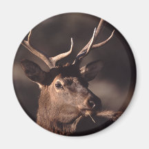 elk refrigerator magnets