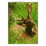 Elk summer greeting cards