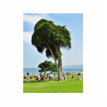 Ellen Browning Scripps Park In La Jolla Photo Sculpture