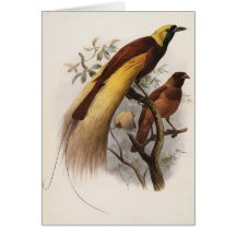 Elliot - Paradisea apoda -Greater Bird Of Paradise Cards