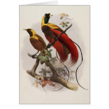 Elliot -Paradisea sanguinea - Red Bird Of Paradise Card