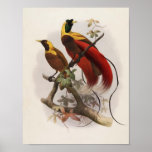 Elliot -Paradisea sanguinea - Red Bird Of Paradise Posters