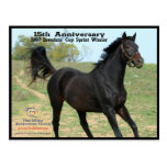 Elmhurst - '97 Breeders' Cup Sprint Winner Post Cards