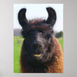 Elpaca Print
