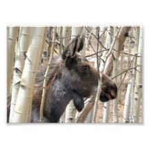 Elusive Moose Photo