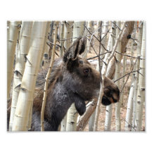 Elusive Moose Photo Art