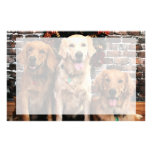 Emballeur Bella Darby #50 de golden retriever de N Papier À Lettre Customisé