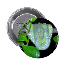 Emerald Tree Boa-Morticia Button