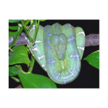 Emerald Tree Boa-Morticia Postcard