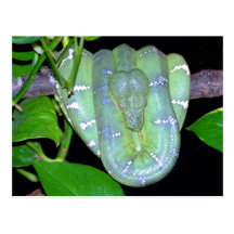 Emerald Tree Boa-Morticia Postcard