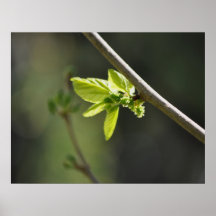 emerging foliage posters