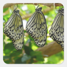 Emerging From Cocoons Stickers