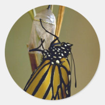 Emerging monarch butterfly sticker