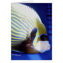 Emperor  Angel fish Greeting Cards