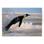 Emperor flying penguin wildlife facts card