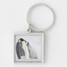Emperor penguin (Aptenodytes forsteri), chick Key Chains