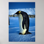 Emperor penguin by moonlight posters