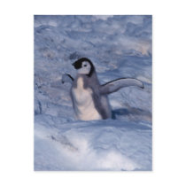 Emperor Penguin Chick Postcards