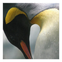 Emperor Penguin Invitations