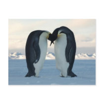 Emperor Penguin Kiss - Postcard