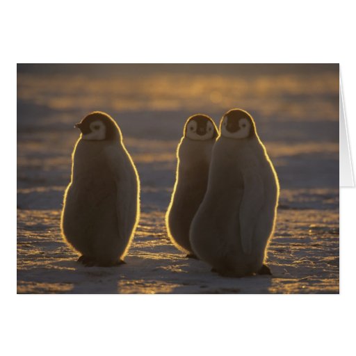 Emperor Penguins, Aptenodytes forsteri), 2 Greeting Card