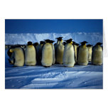 Emperor penguins by moonlight greeting card