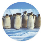 Emperor Penguins Sticker
