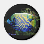 Emporer Angelfish Fridge Magnet