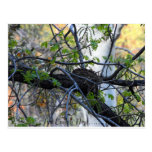 Empty Nest Postcard