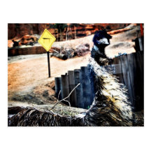Emu Postcard