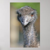 Emu Posters