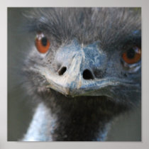Emu  Poster Print