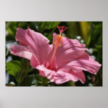 En affiche rose de la ketmie H_57