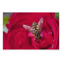 En bee on rose photo