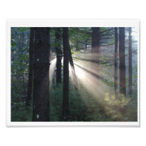 enchanted forest photo