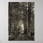 Enchanted Forest Poster