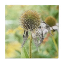 End Of The Season - Coneflower Tile