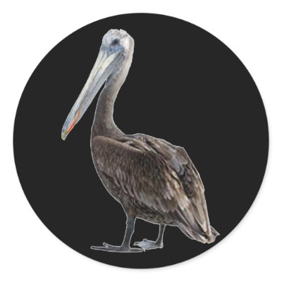 Endangered Brown Pellican (protected species) Round Stickers by OutDoorWorld