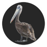 Endangered Brown Pellican (protected species) stickers