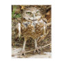 Endangered Burrowing Owl