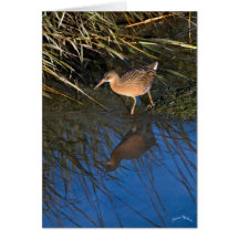 Endangered Clapper Rail Greeting Cards