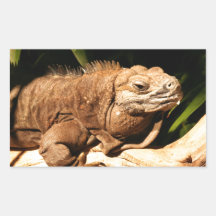 Endangered Jamaican Iguana Rectangle Stickers
