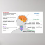 Endocrine Glands & Hormones of the Head and Neck posters