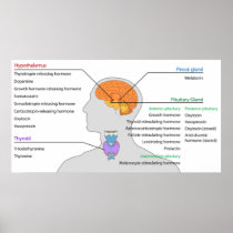 Endocrine Glands & Hormones of the Head and Neck Poster