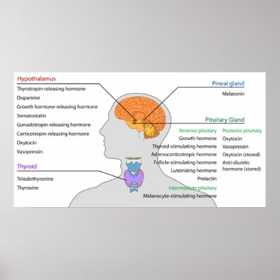 Endocrine Glands & Hormones of the Head and Neck Poster by chartsanddiagrams