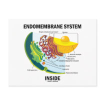 Endomembrane System Inside
