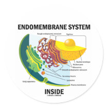 Endomembrane System Inside