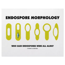 Endospore Morphology - Who Said Were All Alike?