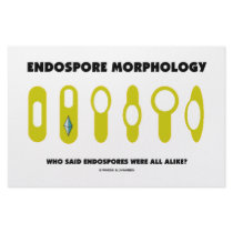 Endospore Morphology - Who Said Were All Alike?